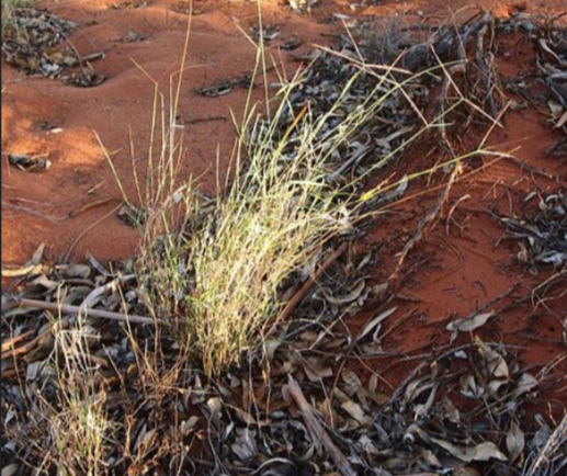 Enteropogon acicularis Enteropogon acicularis